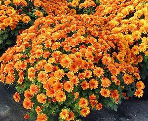 Chrysanthemum Belgian 'Urano Orange'