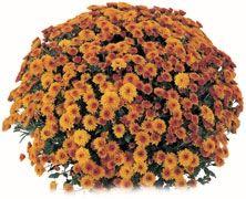 Chrysanthemum Belgian 'Novarre'