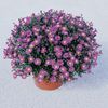 Aster  'Ballad'