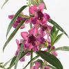 Angelonia  'Zebra'