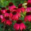 Echinacea  'Big SkyTwilight'