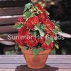 Abutilon  'Bella Red'