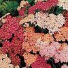 Achillea millefolium 'Summer Berries'