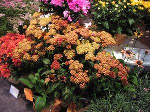 Achillea millefolium 'Strawberry Seduction'