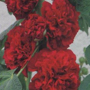 Alcea rosea 'Chater's Double Red'