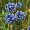 Allium caeruleum