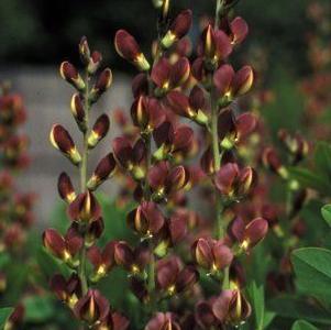 Baptisia  'Twilite Prairie Blues'