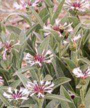 Centaurea montana 'Amethyst In Snow'
