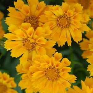 Coreopsis  'Jethro Tull'