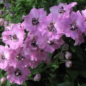 Delphinium elatum 'Dusky Maidens'