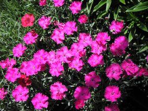Dianthus 'Neon Star' Dianthus 'Neon Star'