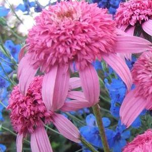 Echinacea  'Pink Double Delight'