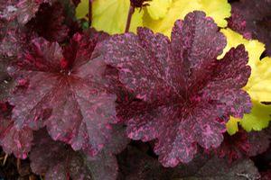 Heuchera  'Midnight Rose'