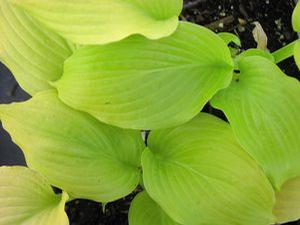 Hosta  'Dawn's Early Light'