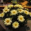 Leucanthemum  'Broadway Lights™'