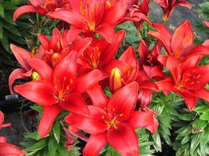 Lilium Asiatic Hybrid 'Tiny Hope'