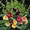 Alcea ficifolia