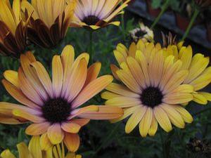 Osteospermum  'Summertime Sunset'