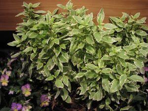 Basil 'Pesto Perpetuo' Basil 'Pesto Perpetuo'