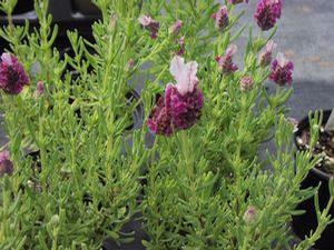 Lavender stoechas 'Kew Red'