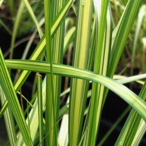 Calamagrostis arundinacea 'Eldorado'