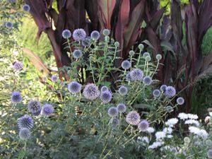 Echinops ritro