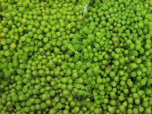 Sedum humisifusum Sedum humisifusum