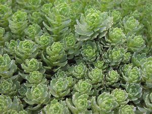Sedum pachyclados