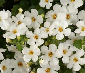 Bacopa  'Copia Gulliver White'