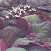 Begonia Art Hode