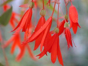 Begonia  'Bonfire'