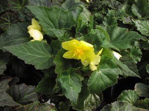 Begonia  'Nonstop Mocca Yellow'