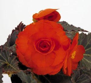 Begonia  'Nonstop Mocca Orange'