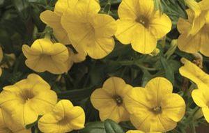 Calibrachoa  'Callie Deep Yellow'