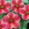 Calibrachoa  'Callie Painted Coral'