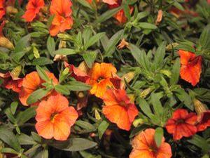 Calibrachoa  'Million Bells Crackling Fire'