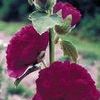 Alcea rosea 'Chaters Double Mix'