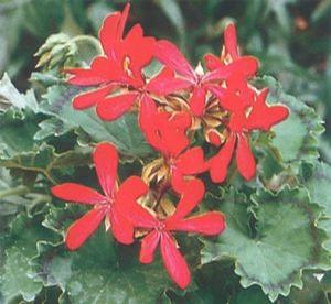 Geranium  'Distinction'