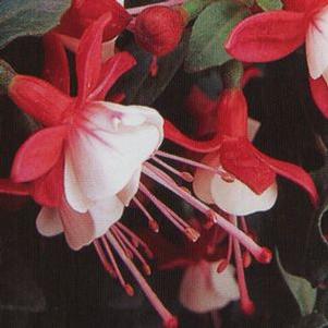 Fuchsia  'ShadowDancer Betty'
