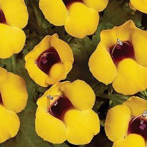 Torenia  'Golden Moon'