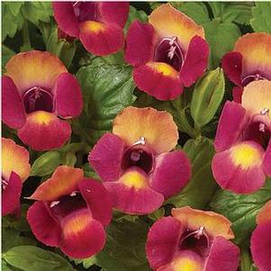 Torenia  'Magenta Moon'