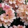 Verbena  'Lanai Peach'