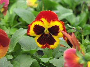 Pansy  'Delta Fire'