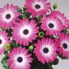 Osteospermum  ''Summertime Pink Charmer''
