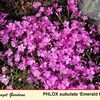 Phlox subulata 'Emerald Pink'
