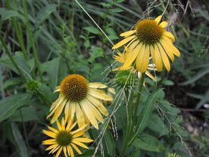 Echinacea  'Big Sky Harvest Moon'