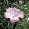 Agrostemma githago mila 'Contessa Pale Pink'