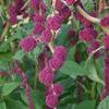Amaranthus caudatus 'Dreadlocks'