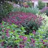 Monarda didyma 'Raspberry Wine'