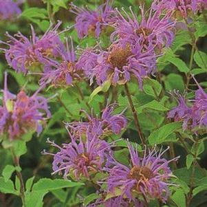 Monarda fistulosa Monarda fistulosa
